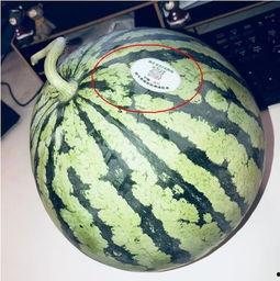 网红吃瓜素材,盘点那些年我们追过的“瓜”